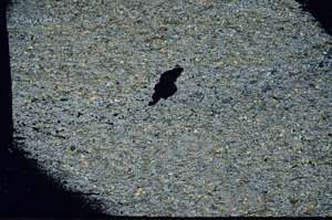 Cross Polarized, S88328