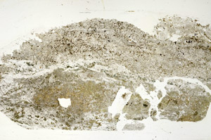 Plane Polarized, S88335