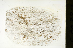 Plane Polarized, S88337
