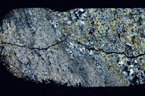 Cross Polarized, S88342