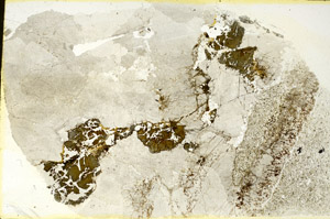Plane Polarized, S88353
