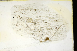 Plane Polarized, S88356
