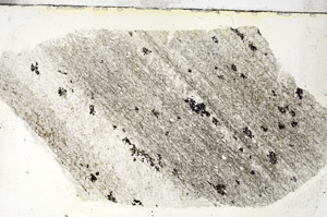 Plane Polarized, S88359