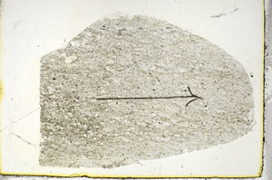 Plane Polarized, S88362