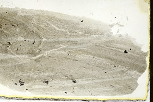 Plane Polarized, S88366