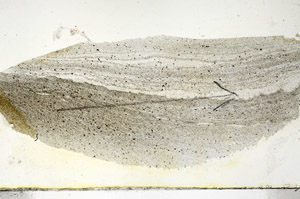 Plane Polarized, S88375