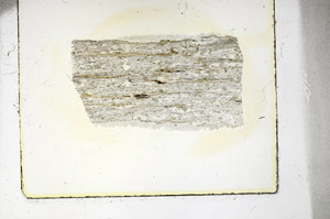 Plane Polarized, S88382