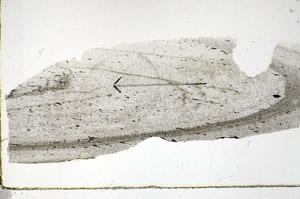 Plane Polarized, S88385