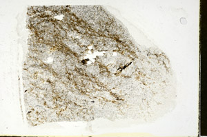 Plane Polarized, S88389
