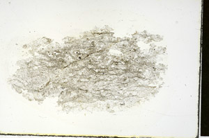 Plane Polarized, S88394