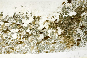 Plane Polarized, S88404
