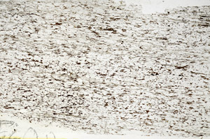 Plane Polarized, S88445