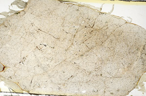 Plane Polarized, S88450