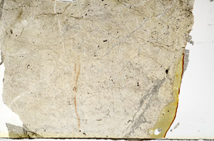 Plane Polarized, S88451
