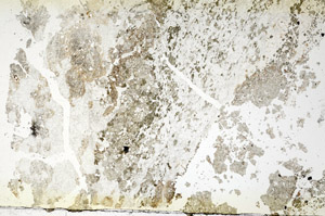 Plane Polarized, S88454