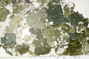 Plane Polarized, S88455