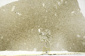 Plane Polarized, S88460