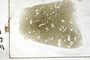 Plane Polarized, S88467
