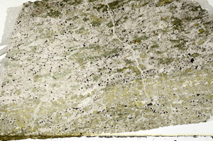 Plane Polarized, S88469