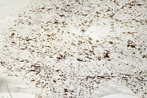 Plane Polarized, S88521