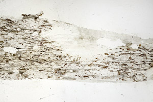 Plane Polarized, S88530