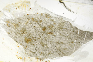 Plane Polarized, S88533
