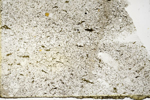 Plane Polarized, S88544