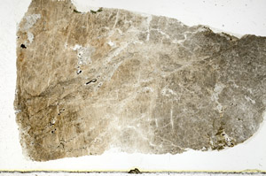 Plane Polarized, S88550
