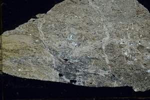 Cross Polarized, S88555