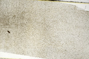 Plane Polarized, S88557