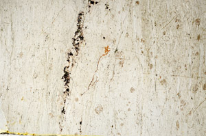 Plane Polarized, S88559