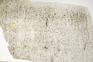 Plane Polarized, S88560