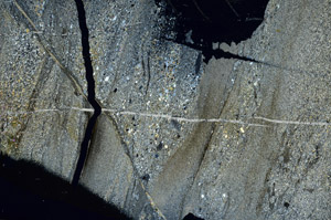 Cross Polarized, S88565