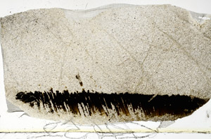 Plane Polarized, S88567