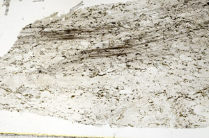 Plane Polarized, S88581