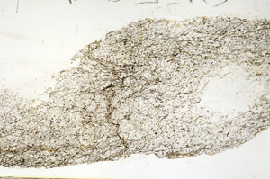 Plane Polarized, S88585