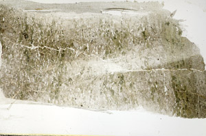 Plane Polarized, S88595