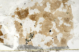 Plane Polarized, S88601