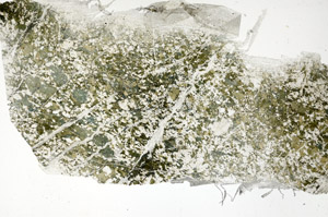Plane Polarized, S88606