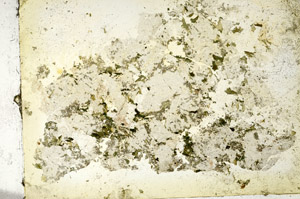 Plane Polarized, S88622