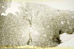 Plane Polarized, S88628