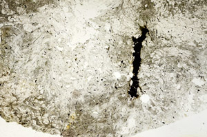 Plane Polarized, S88638