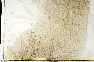 Plane Polarized, S88659