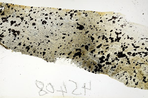 Plane Polarized, S88662
