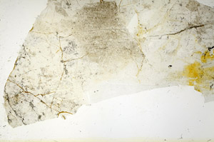 Plane Polarized, S88663