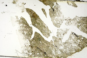 Plane Polarized, S88668