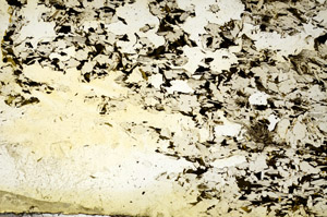 Plane Polarized, S88679