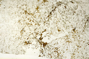 Plane Polarized, S88683