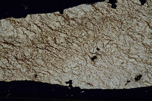 Cross Polarized, S88685