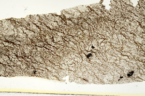 Plane Polarized, S88685